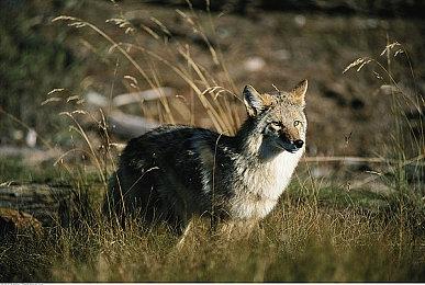 《暗黑破坏神：不朽》迅速占领世界 登顶多个国家下载榜